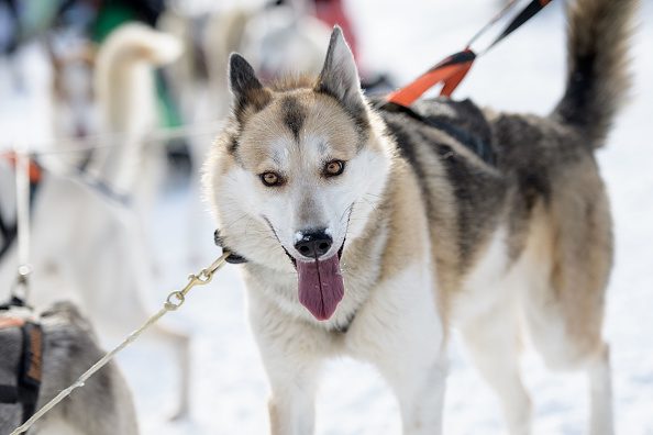 Câine husky în picioare în zăpadă