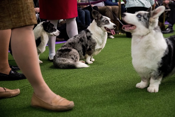 Canine Champions Compete In The Westminster Dog Show