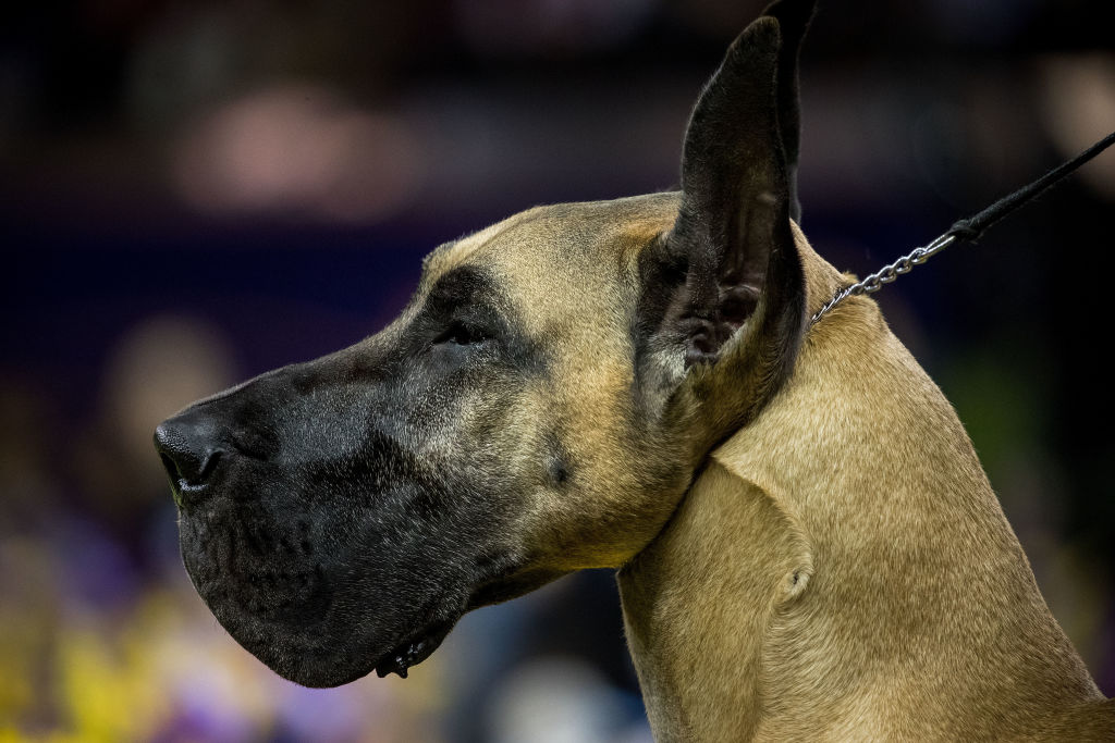 side view of great dane dog