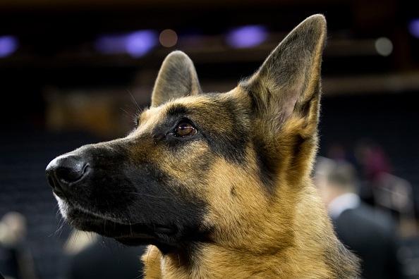 ウェストミンスタードッグショーに出場する犬チャンピオン