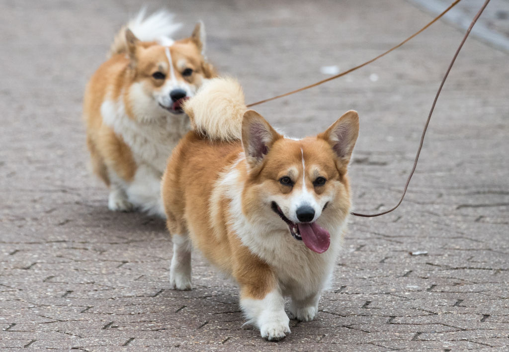 cute welsh corgi dogs walking