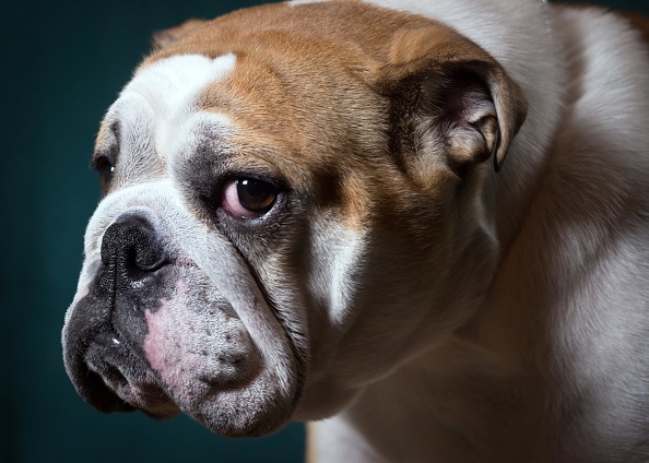 Crufts 2017 - Portraits Of Man's Best Friend