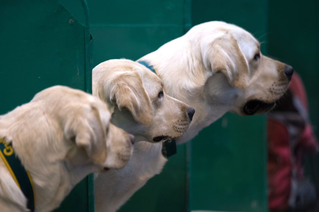 three labrador dogs looking at something