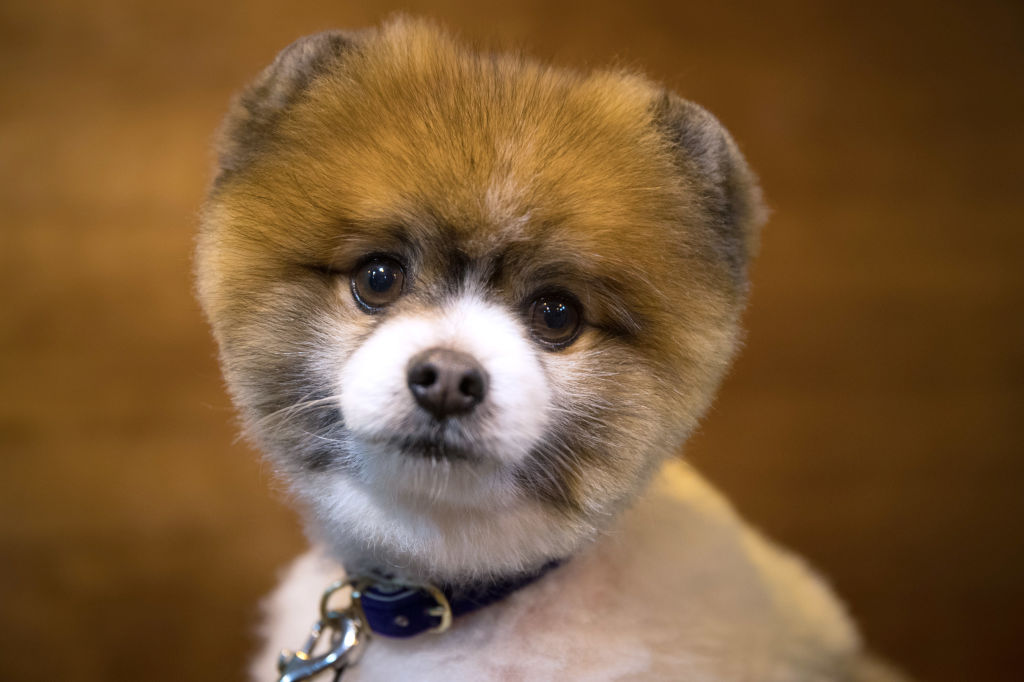 adorable little pomeranian dog