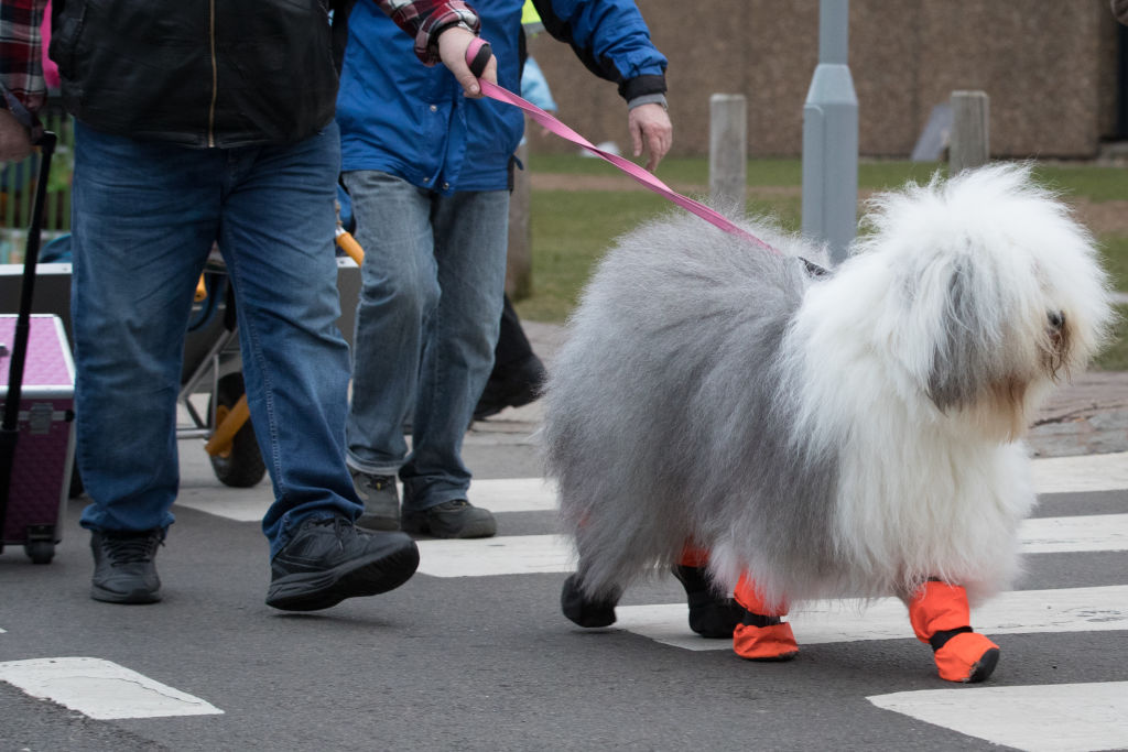 fluffy sheep dog walking