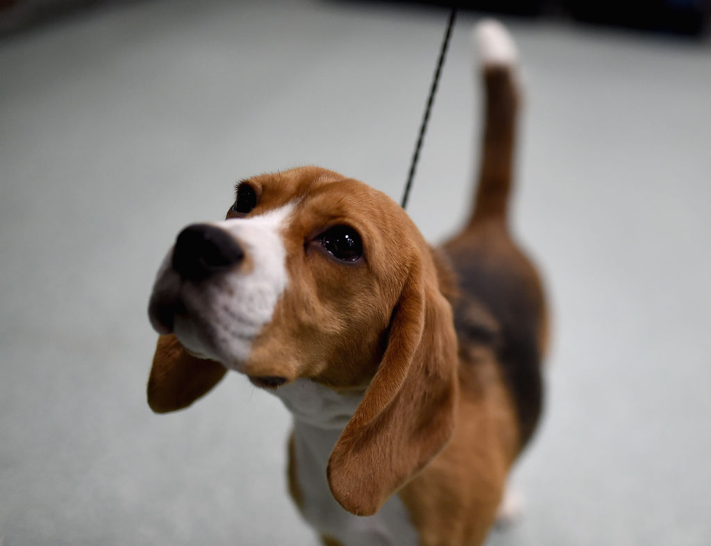 adorable beagle dog