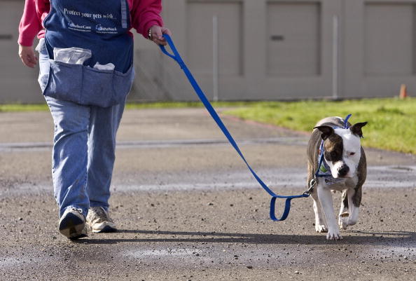 leuke hond die buiten aan de lijn loopt