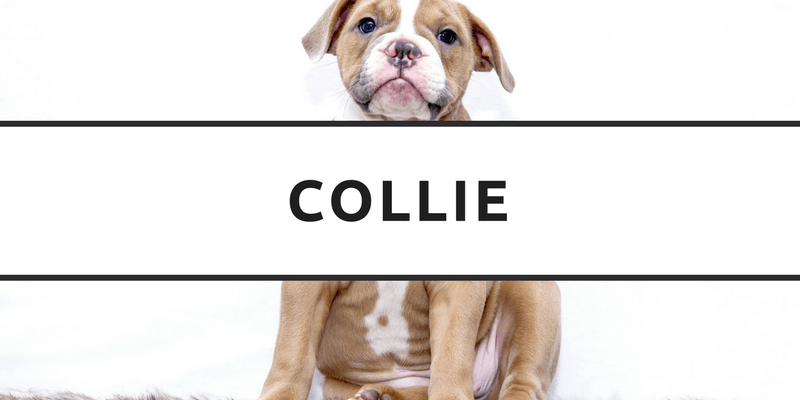 Collie