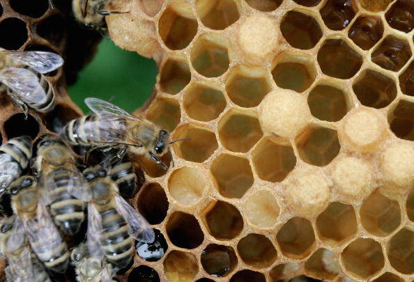 Honey bees sit on a honeycomb