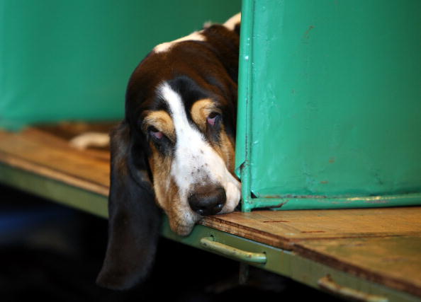 Doors Open At Crufts 2009