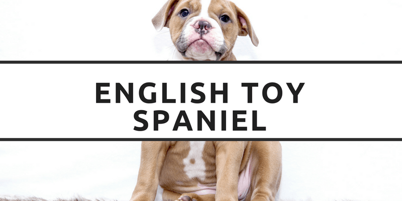 English Toy Spaniel