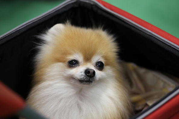 Asian International Dog Show