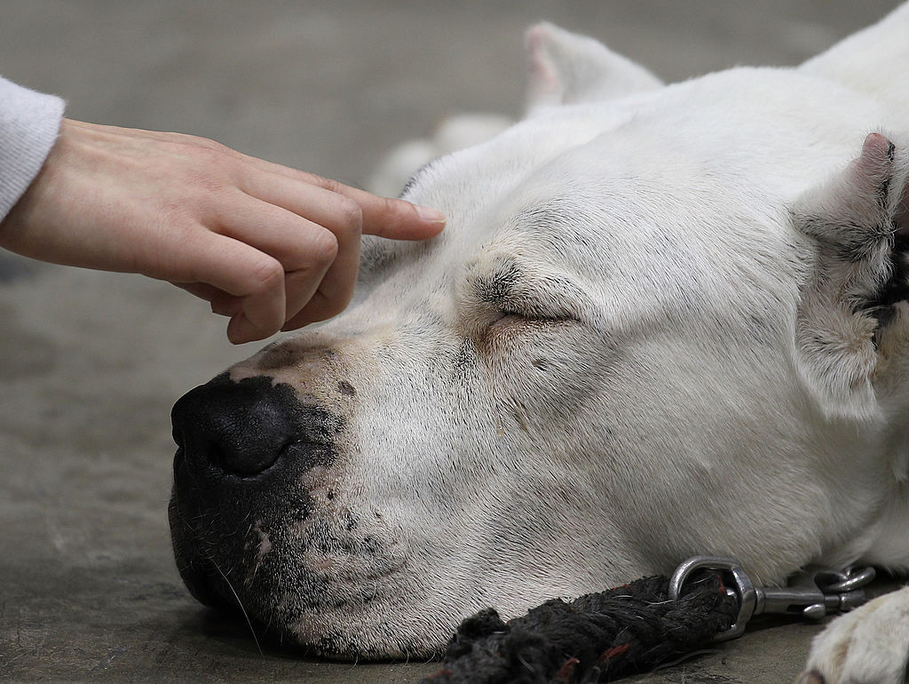 Asian International Dog Show