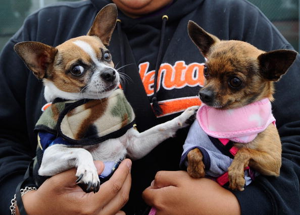 adorable little chihuahuas 