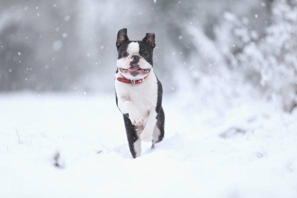 Freddy the Boston Terrier 