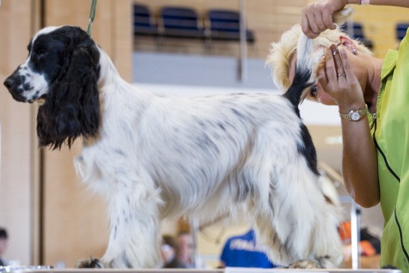 International Dog Grooming Championships