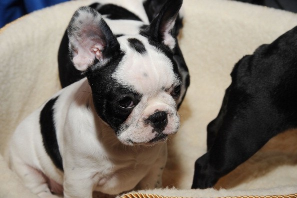 french bulldog puppy