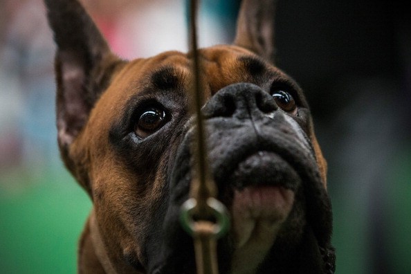 A boxer competes in the Westminster Dog Show 