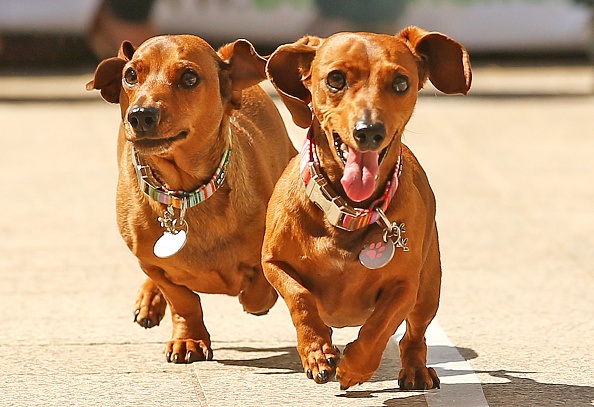 Dachshund Racing In Melbourne To Celebrate Oktoberfest