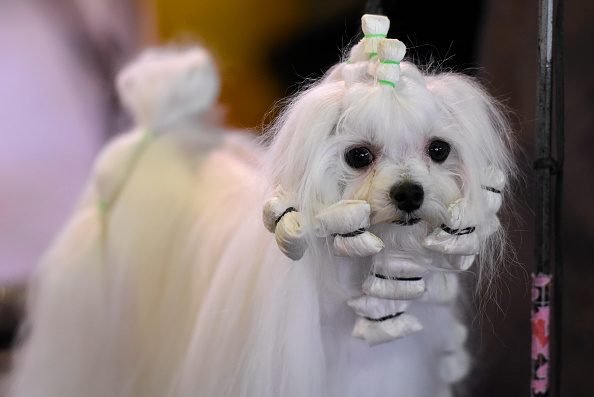 : A Maltese waits in the grooming area 