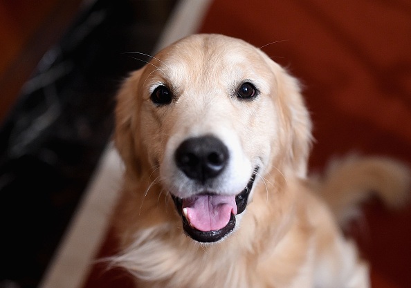 A Golden Retriever, the 3rd most popular breed of 2016,