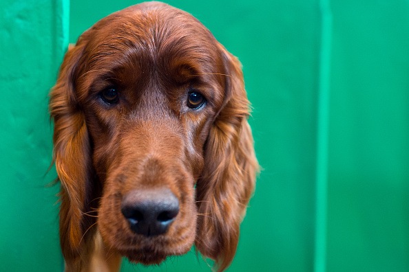 Crufts Dog Show 2016 - Day Two