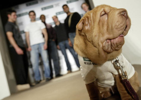 Dockers Shar-Pei Contest