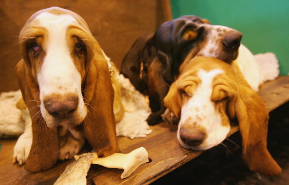 Three Basset Hounds rest on their bench 