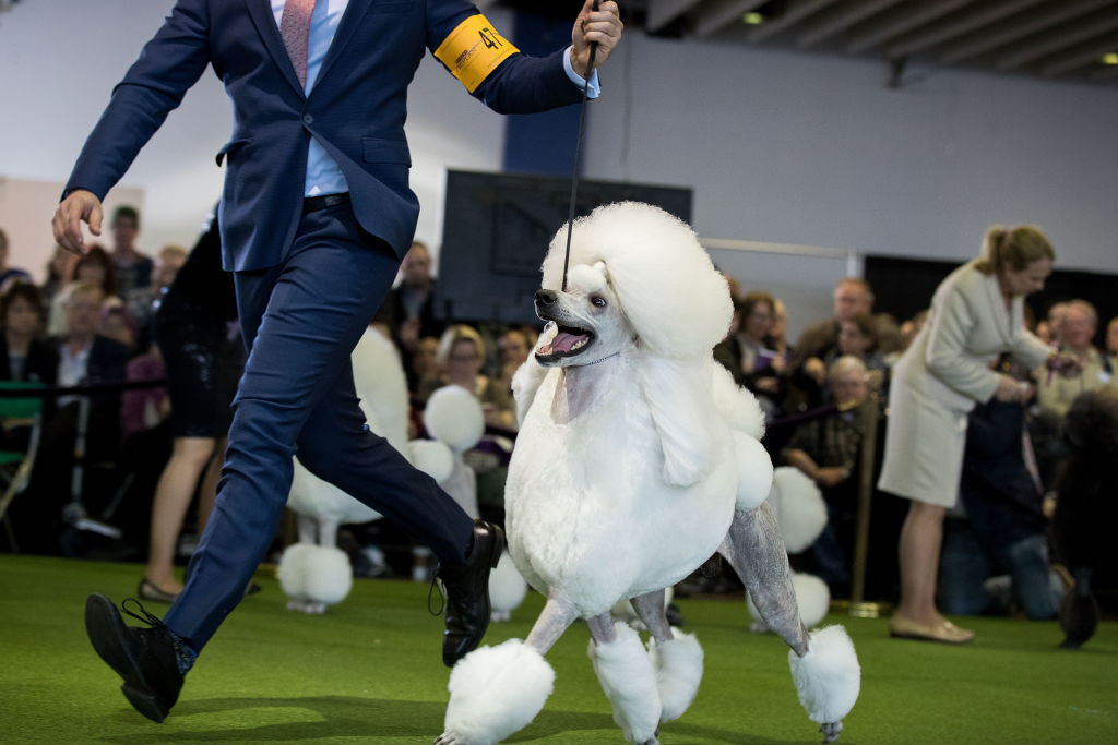 Canine Champions Compete In The Westminster Dog Show