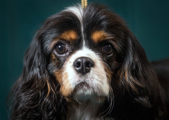 Mork, a 9-month-old Cavalier King Charles Spaniel dog