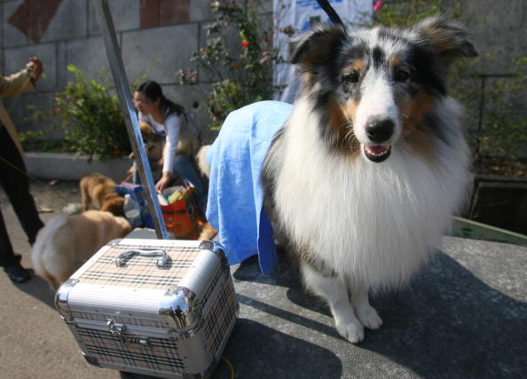 2007 China All-Breed Dog Show And Training Contest Held In Nanjing