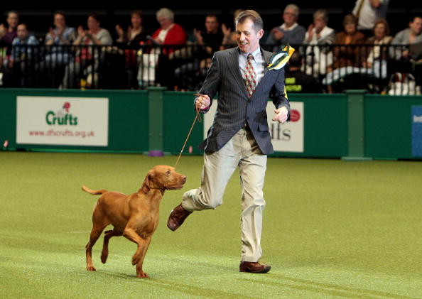 Best In Show Announced At Crufts