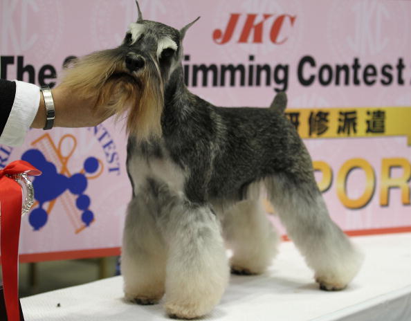 Asian International Dog Show