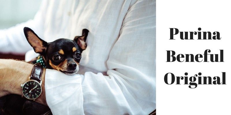 worst dog food