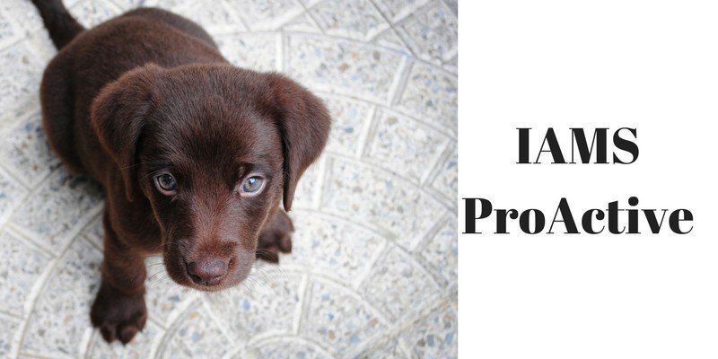 worst dog food