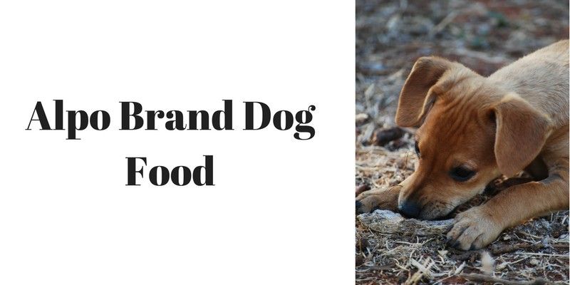 worst dog food
