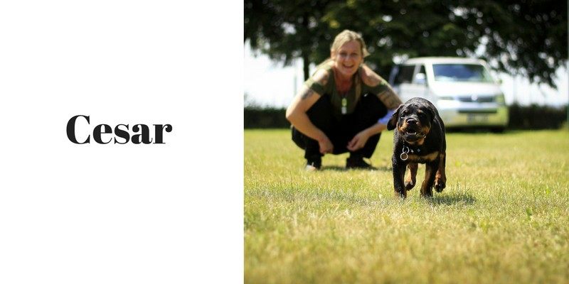 worst dog food