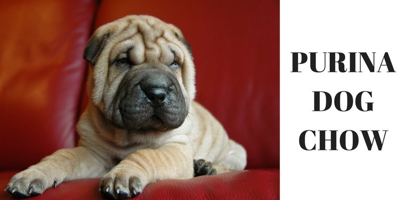 worst dog food