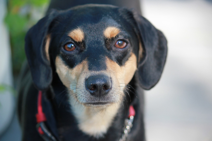 Toy Manchester Terrier dog