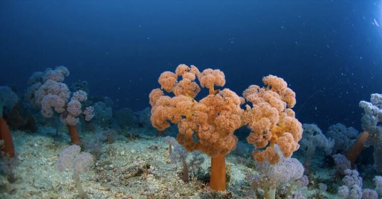 Twilight Zone Reefs in the Chagos Islands
