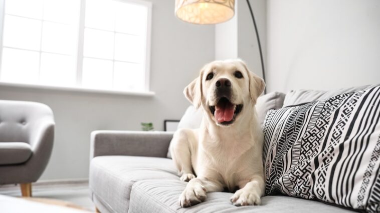 dog on couch