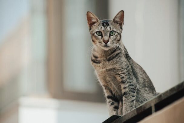 15 Longest Living Cat Breeds