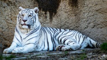 adult white tiger