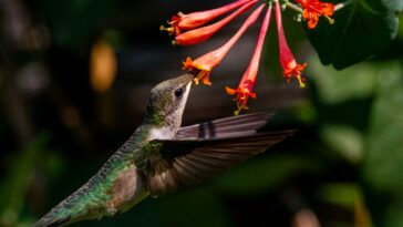 a hummingbird flying towards a red flower