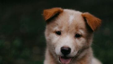 short-coated brown puppy