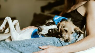person in blue denim jeans holding white and black short coated small dog