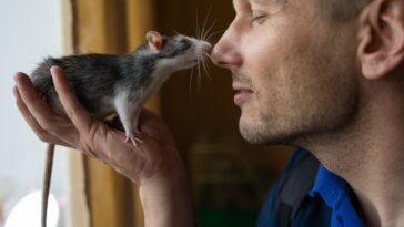 best animals to keep as pets