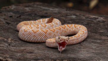 rattlesnake