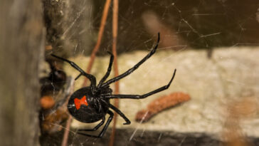 black widow spider