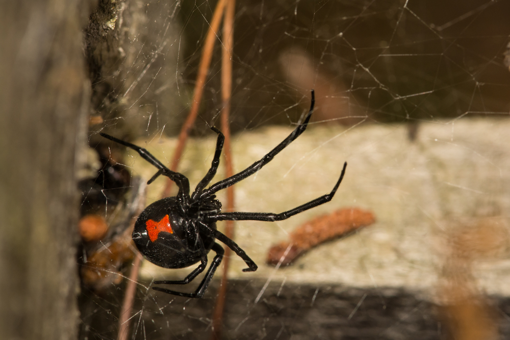 black widow spider